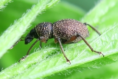 Metapocyrtus adspersus