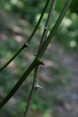 Smilax excelsa