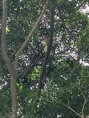 Gorsachius melanolophus