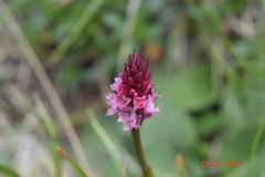 Gymnadenia