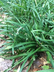 Liriope spicata