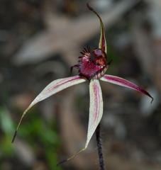 Caladenia reticulata