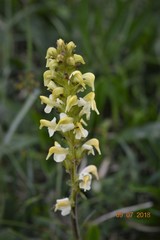 Pedicularis ascendens