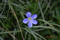 Linum alpinum