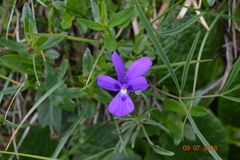Viola dubyana