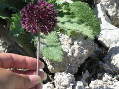 Allium atroviolaceum
