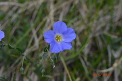 Linum alpinum