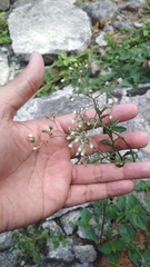 Cyanthillium cinereum