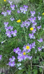 Viola calcarata