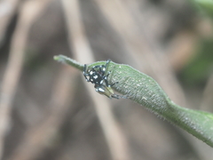 Phintella bifurcilinea