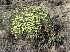 Eriogonum thymoides
