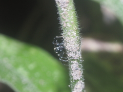 Phintella bifurcilinea