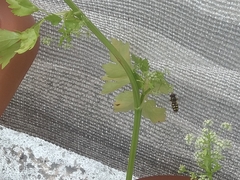 Eupeodes corollae