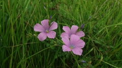Linum viscosum