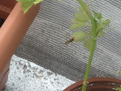Eupeodes corollae