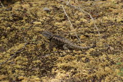 Sceloporus bimaculosus
