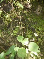Coleus monostachyus