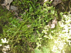 Selaginella ciliaris