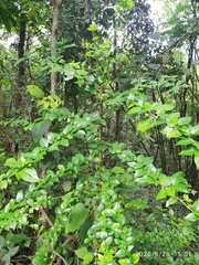 Himalrandia tetrasperma