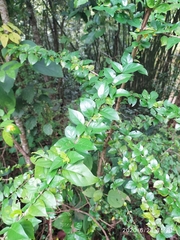 Himalrandia tetrasperma