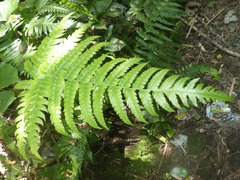 Pleocnemia conjugata