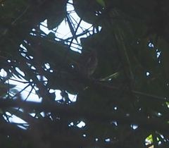 Otus lempiji