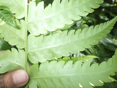 Pleocnemia conjugata