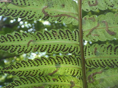 Pleocnemia conjugata