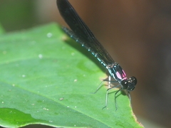 Heliocypha fenestrata