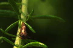 Acanthuchus trispinifer