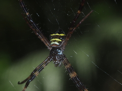 Argiope reinwardti