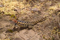 Sceloporus bimaculosus