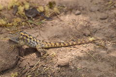 Sceloporus bimaculosus