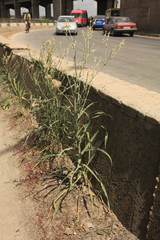 Tragopogon ucrainicus