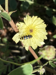 Acmaeodera quadrifasciata quadrifasciata