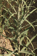 Tragopogon ucrainicus