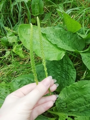 Plantago major