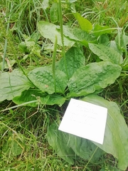 Plantago major