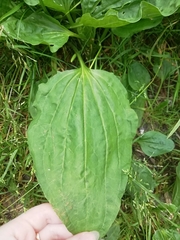 Plantago major