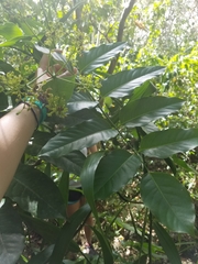 Polyscias macgillivrayi