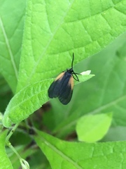 Pyromorpha dimidiata