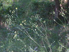 Crepis ramosissima