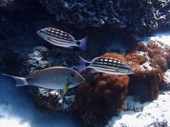 Lutjanus decussatus