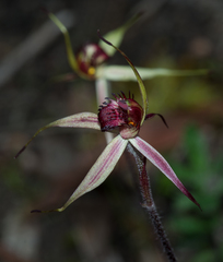 Caladenia reticulata