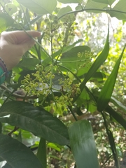 Polyscias macgillivrayi