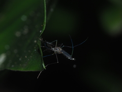 Armigeres subalbatus