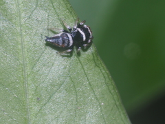 Ptocasius weyersi