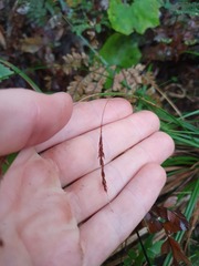 Carex spinirostris