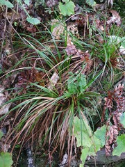 Carex spinirostris