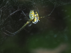 Cyrtophora cylindroides